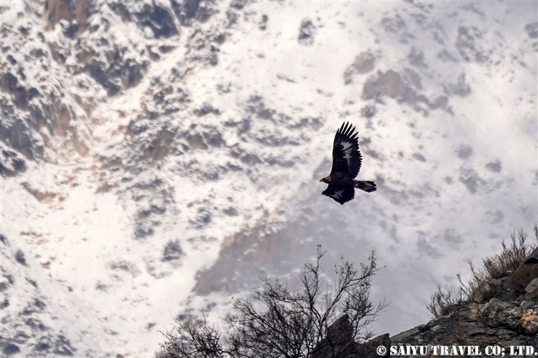 Asian-Golden-Eagle-Chitral-Gol-National-park-Birds-of-Pakistan4