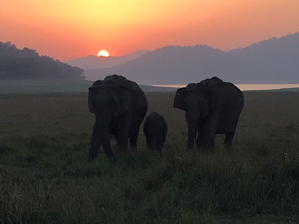 CORBETT_NATIONAL_PARK_10