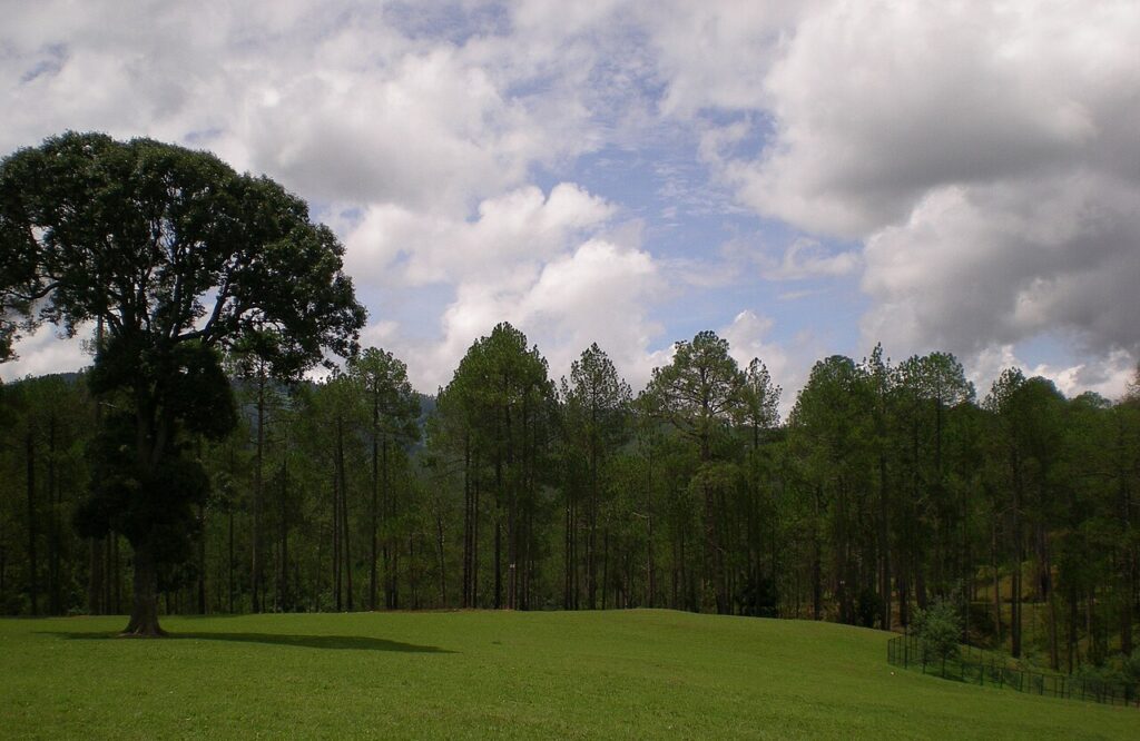 Ranikhet10