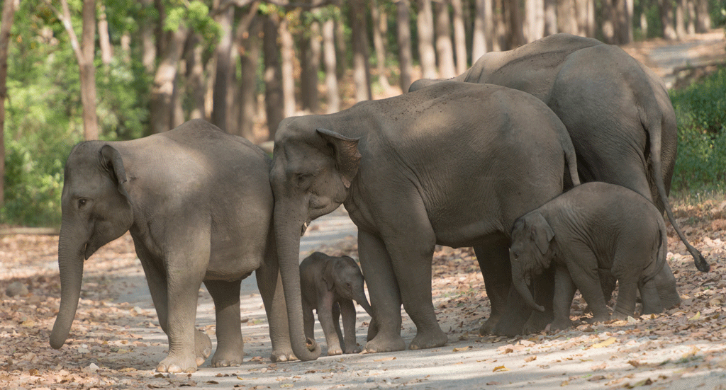 elephants-Chandaka-Dampara-Sanctuary-Odisha