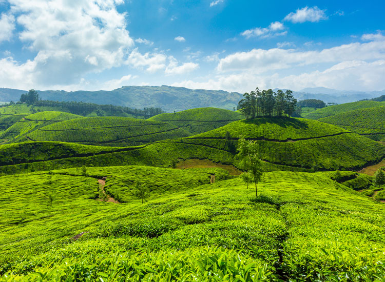 munnar-1