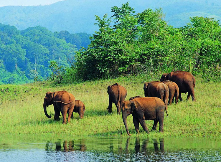 periyar-national-park