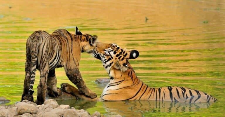 tigress-greets-her-baby-picture-id1294870278-768×401