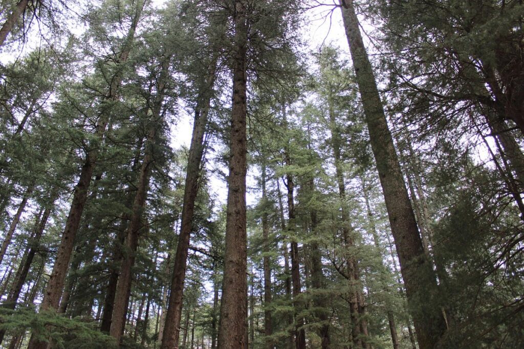 trees-near-temple